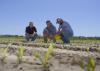 Three men crouch in a field to look at tiny corn seedlings.
