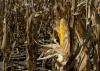 An ear of corn in front of a backdrop of stalks.
