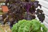 Plants with ruffled, purple leaves and ruffled, green leaves.
