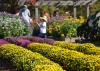 Rows of mums fill a flower bed.