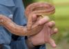 A hand holds a brown snake.