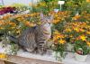A cat sits on a bench in front of flowering, potted plants.