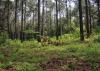 A pine stand has small branches laying on the ground near trees.