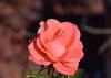 A single pink rose bloom.