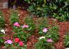 Mulch surrounds small flowering plants.