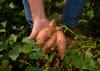 A hand holds sweet potatoes just lifted from the ground.