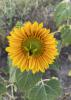 A large, yellow bloom.