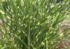 Grass blades are green with random yellowish patches.
