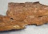 A piece of pine tree bark with Ips beetle grooves.