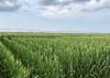 An irrigation structure rises over a corn field.