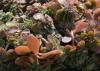 Closeup of thick, round succulent leaves that are reddish green.