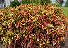 A mounding plant has red leaves with yellow edges.