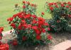 Roses are a beautiful addition to home landscapes, and certain modern varieties offer reliable performance without requiring expert care. (Photo by MSU Extension/Gary Bachman)