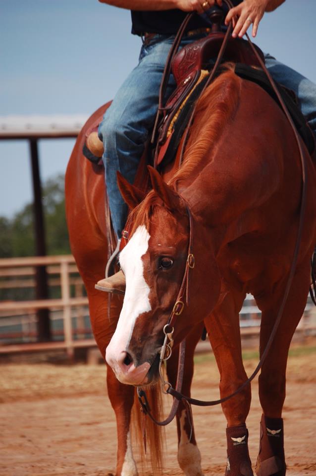 horse with rider in saddle.