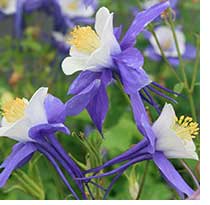 Columbines, such as this Aquilegia Swan blue and white, can thrive in Mississippi landscapes when treated as an annual.