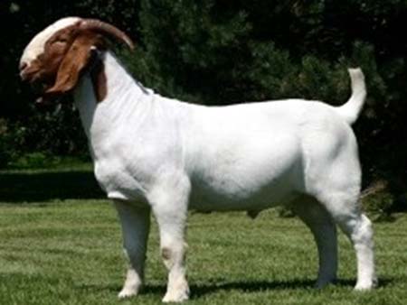 A large white goat with brown on face and ears.