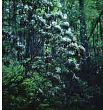 Mountain Laurel