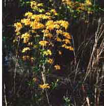 Yellow Native Azalea