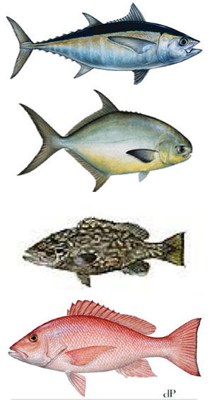 Commercial catches of valuable food fish species such as tuna, pompano, grouper, and snapper (left to right, respectively) are produced using gillnets, longlines and vertical multi-hook gear.