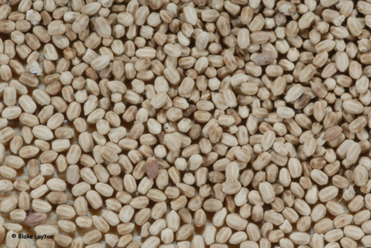 Close-up of drywood termite fecal pellets.