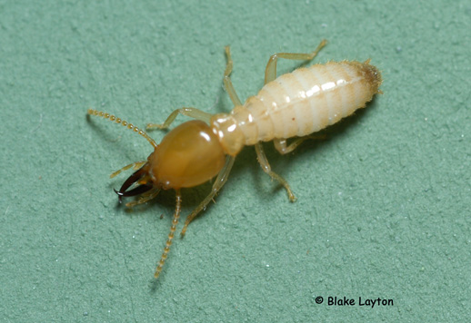 Formosan termite soldiers have distinct, tear drop-shaped heads with long, dark-colored mandibles.