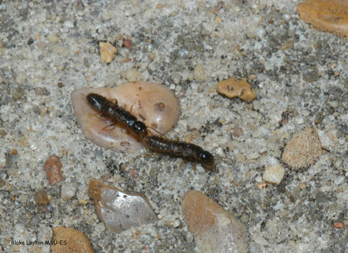 This pair of termite swarmers have shed their wings and they are searching for a suitable site to attempt to start a new colony.  Male and female termites look alike at this stage.