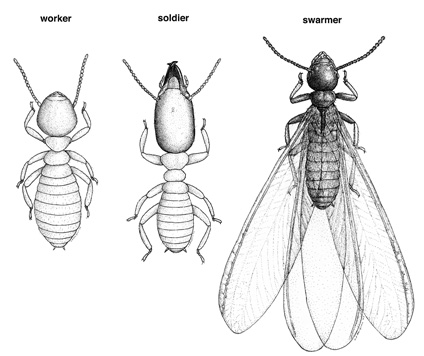 A drawing of termite castes. A worker, soldier, and swarmer.