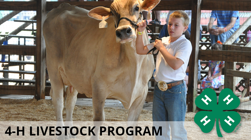 The 4-H Livestock Program header. A 4-H'er is showing his cow.