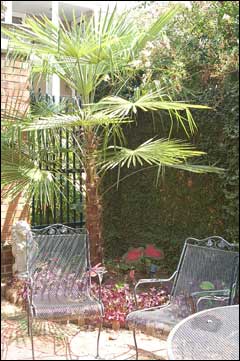 This is an image of plants used to create a green wall.