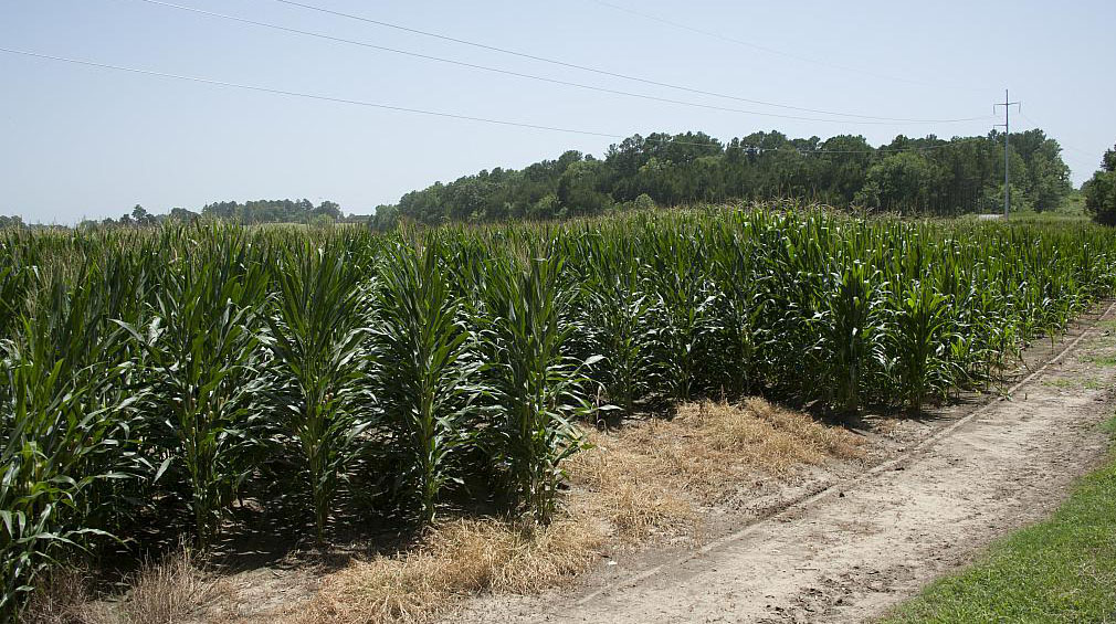 This is an image of corn growing at the North Farm at Mississippi State University