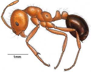 Color drawing of the red imported fire ant. By Joe McGown.