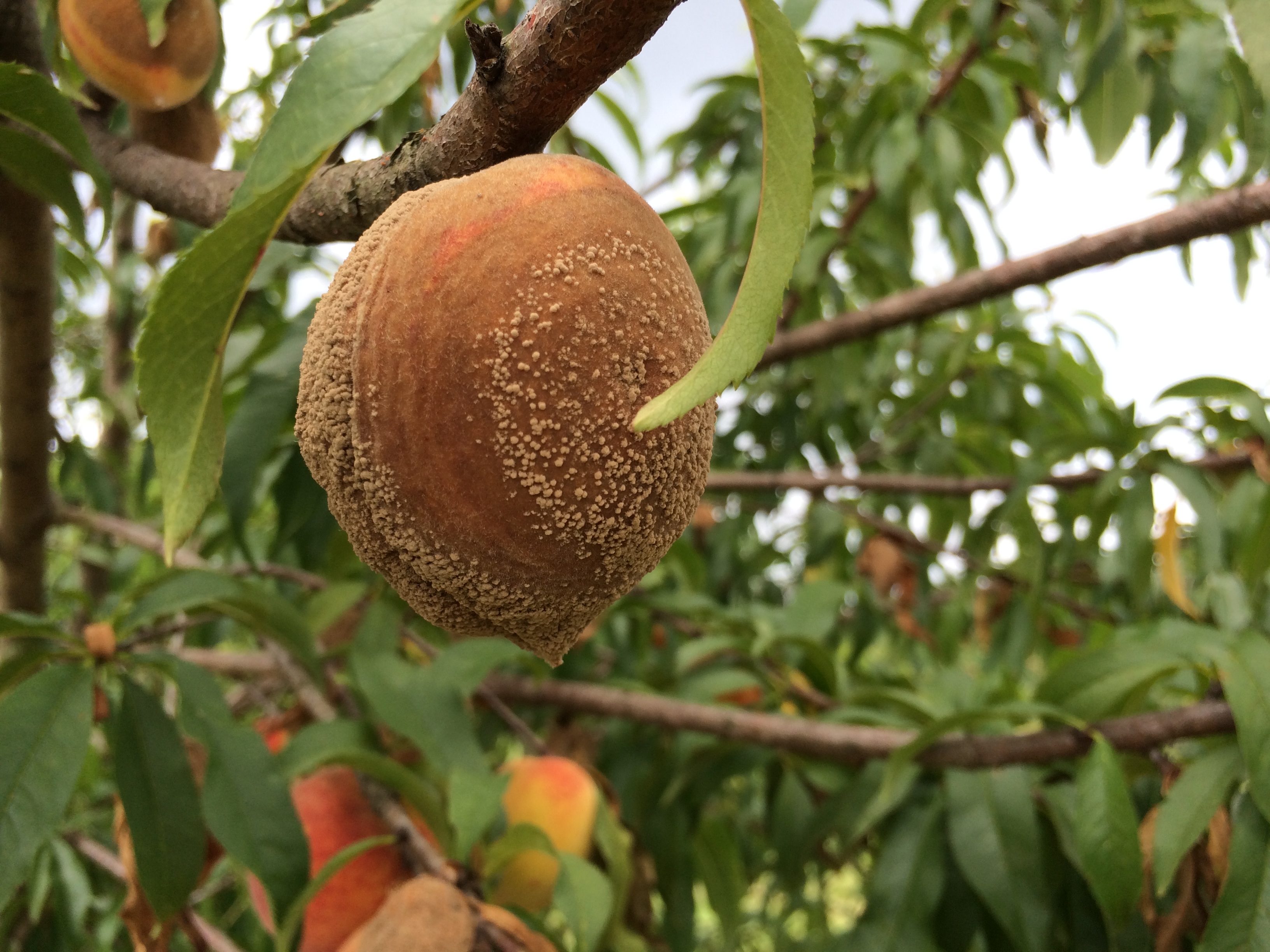 Symptoms and signs of brown rot on peach.
