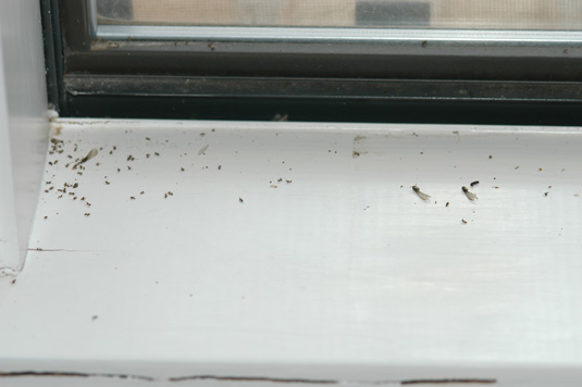 The smaller insects are ants, but there are four dead termite swarmers on this windowsill, three with wings and one without.  