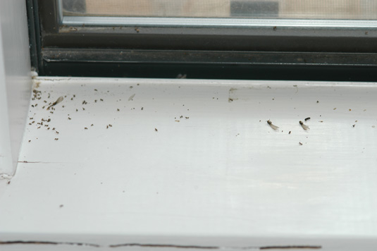 The smaller insects are ants, but there are four dead termite swarmers on this windowsill, three with wings and one without.