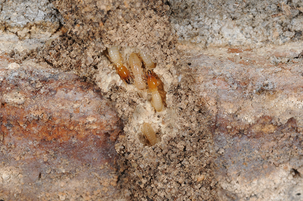 When this shelter tube was broken, Formosan termite soldiers and workers were readily observed.