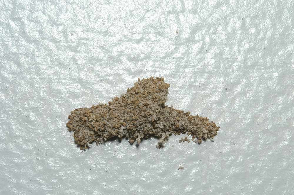 This Formosan termite “swarm castle” was about 3 inches wide and protruded about 1.5 inches from the wall. There were several other such structures on the walls and ceiling of this room.