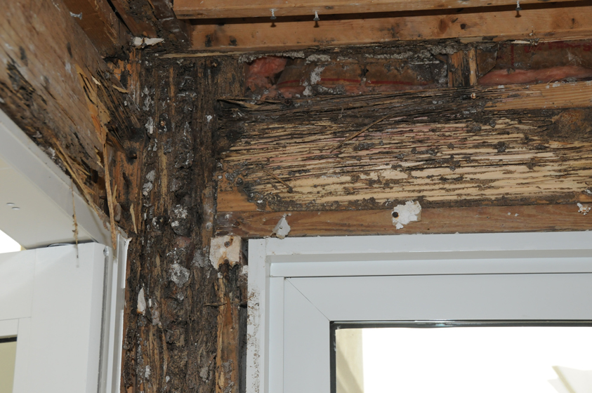 Termite damage can result in extensive damage to homes and other buildings, resulting in tens of thousands of dollars in repair costs.
