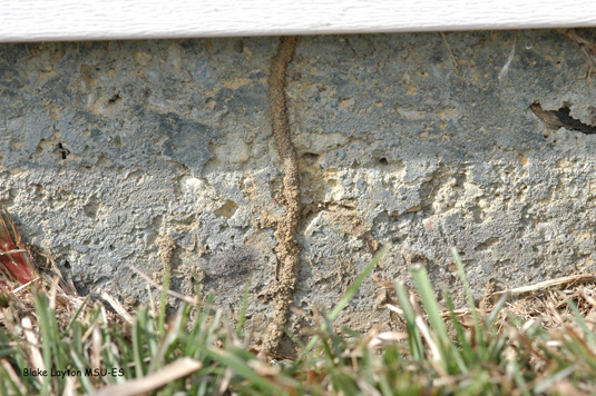 Termites have built a shelter tube up the exterior edge of this slab to enter the house beneath the lower edge of siding.