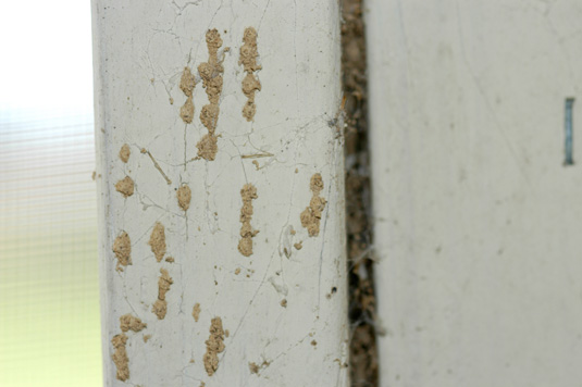 There was a small spot of mud on the kitchen wall. When the homeowner scraped it away, a termite worker came to investigate.