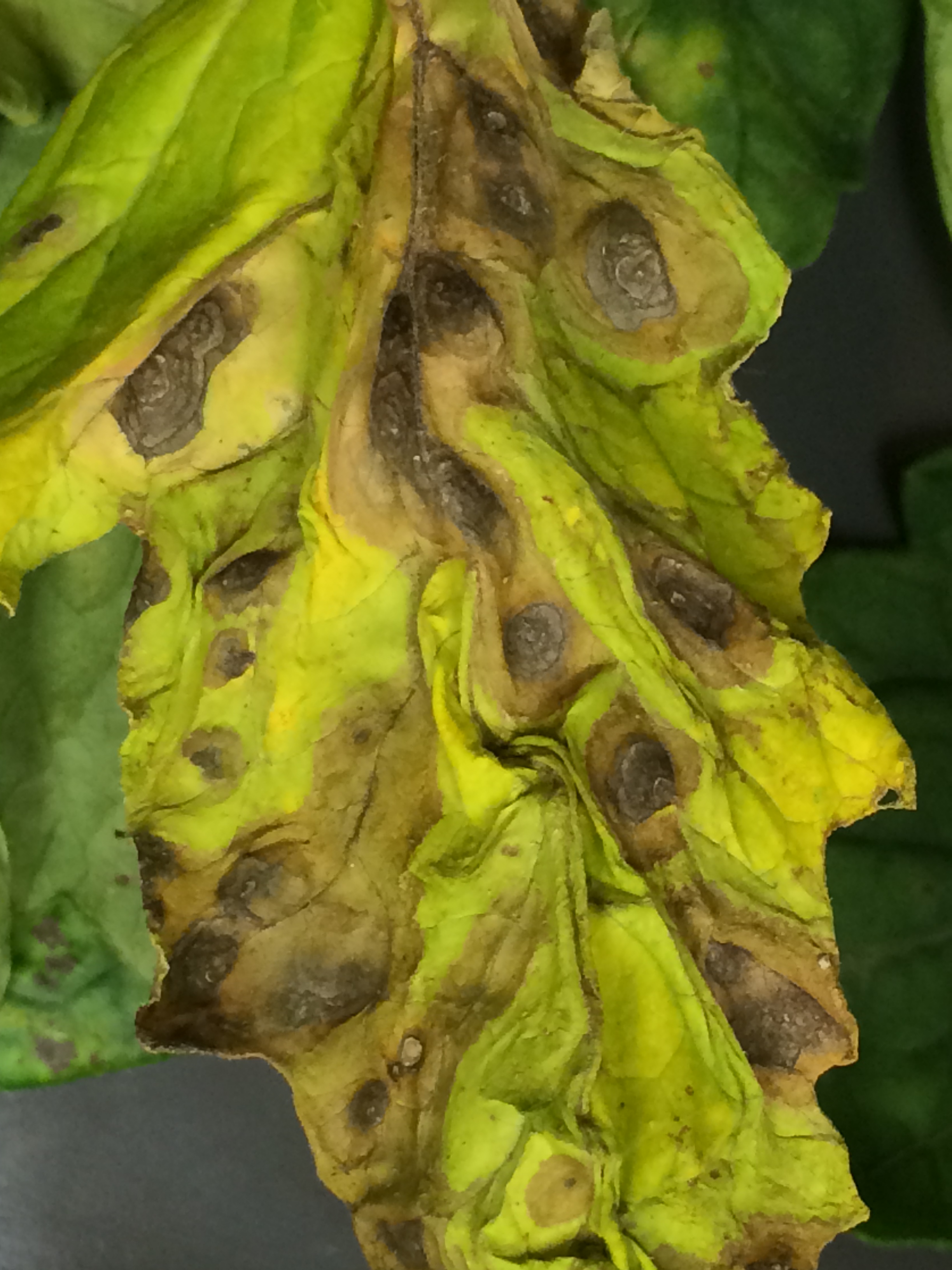 Symptoms of early blight on a tomato leaflet.