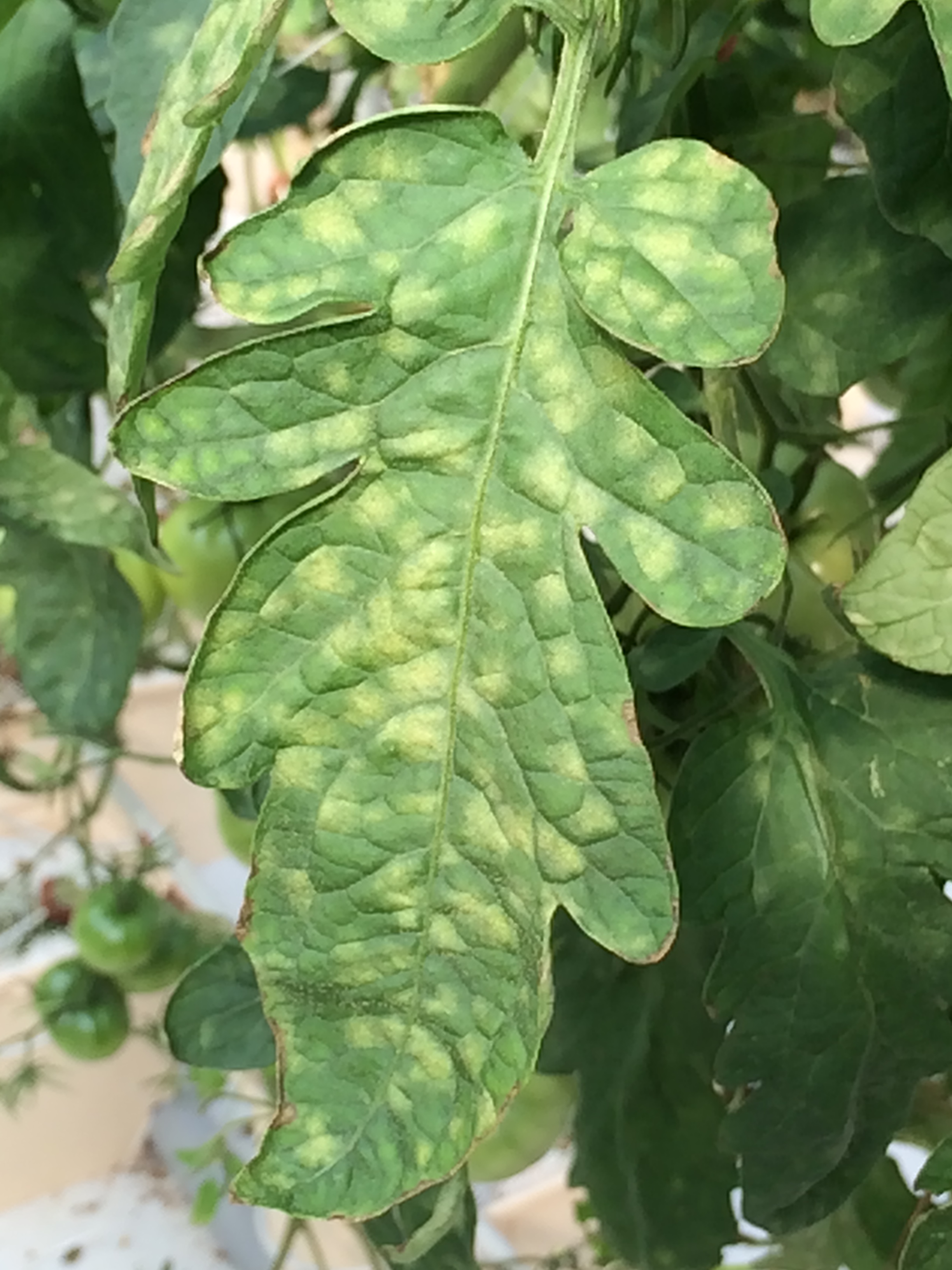 Symptoms of leaf mold on a tomato leaflet.