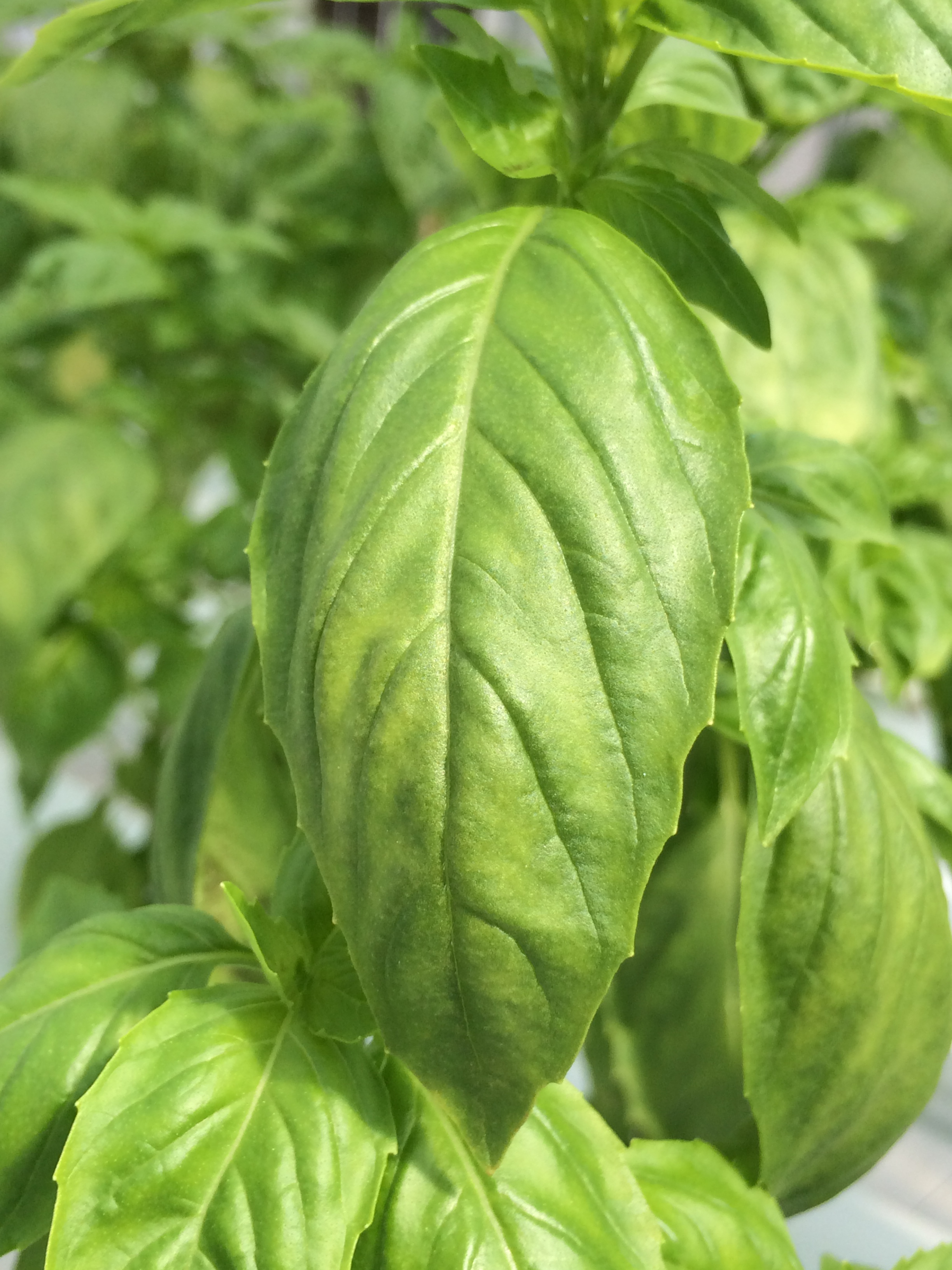 Symptoms of basil downy mildew on the upper leaf surface.