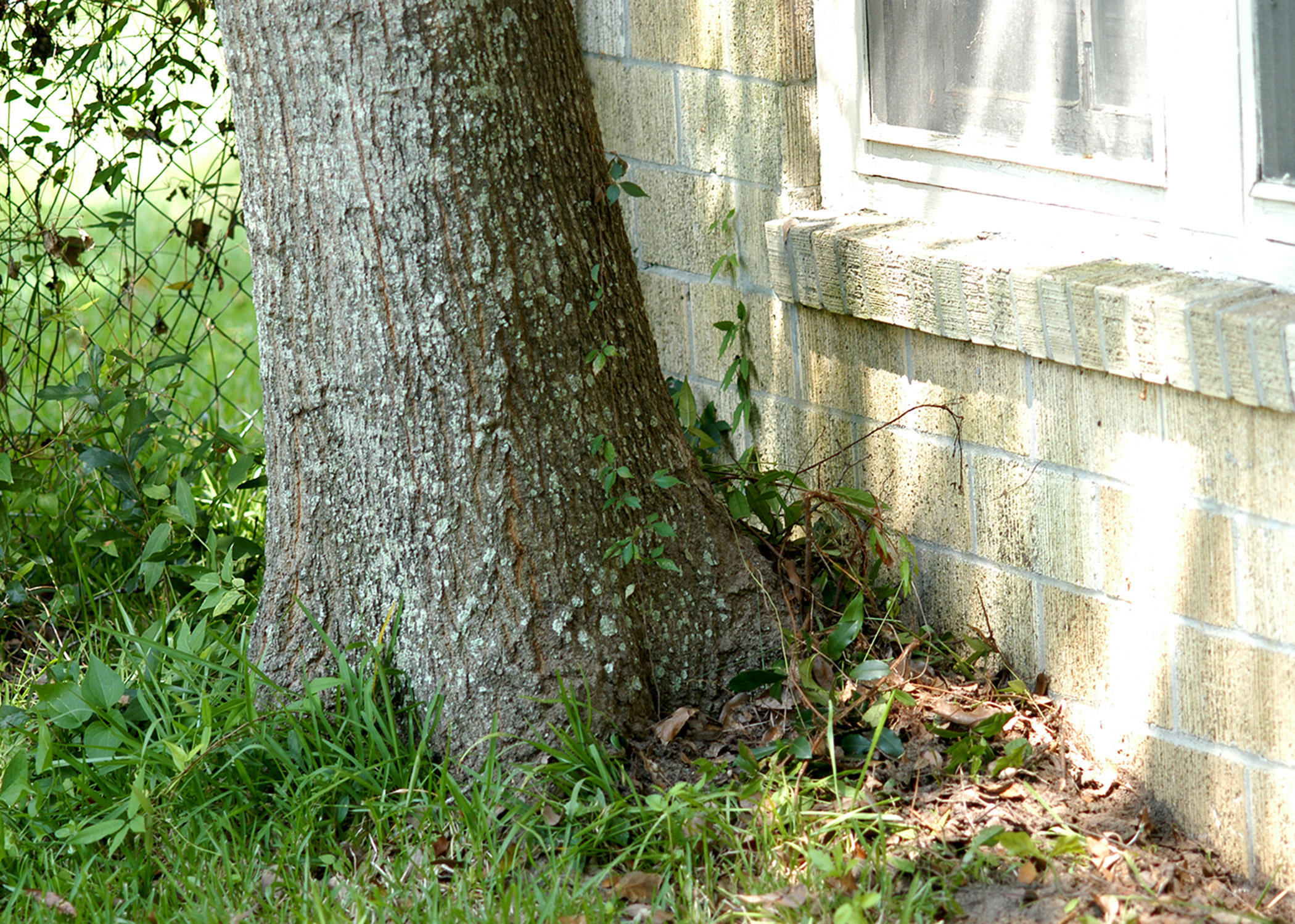 A large tree grows adjacent to a home’s foundation. 